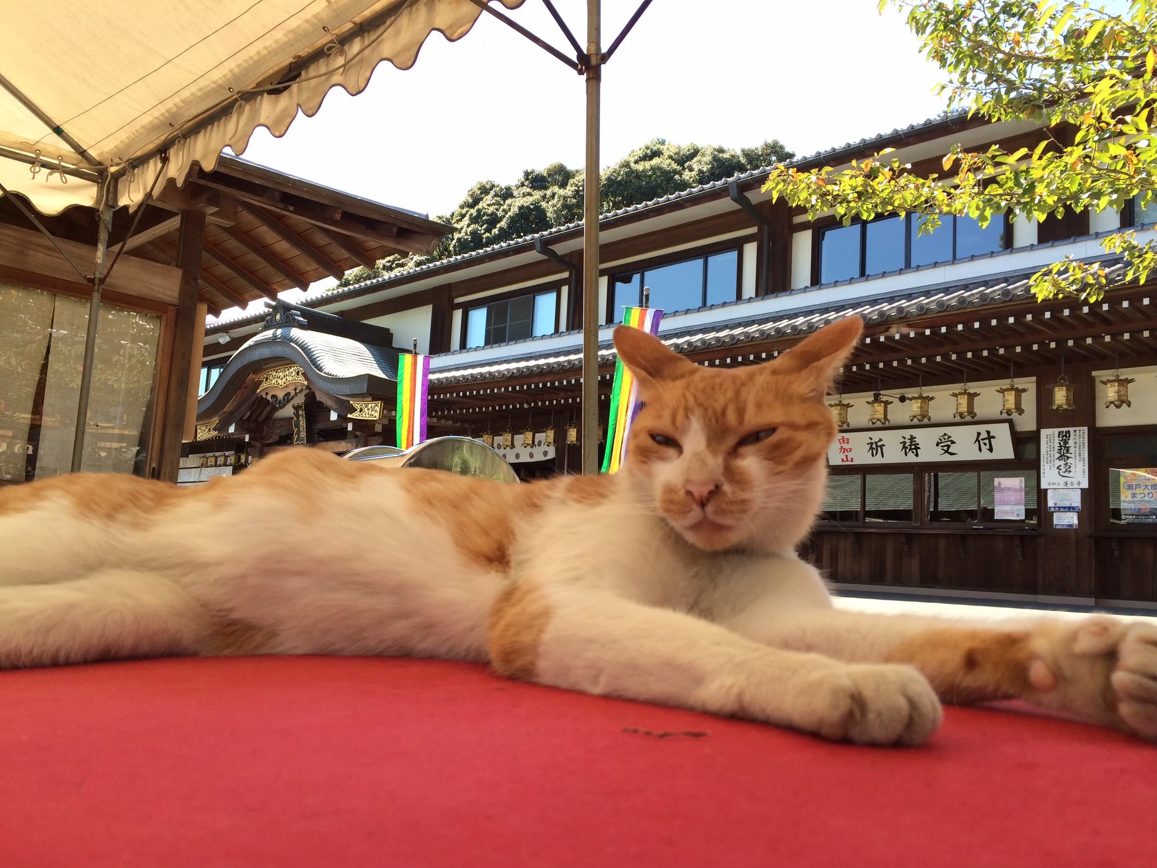 現れた当時のふーちゃん