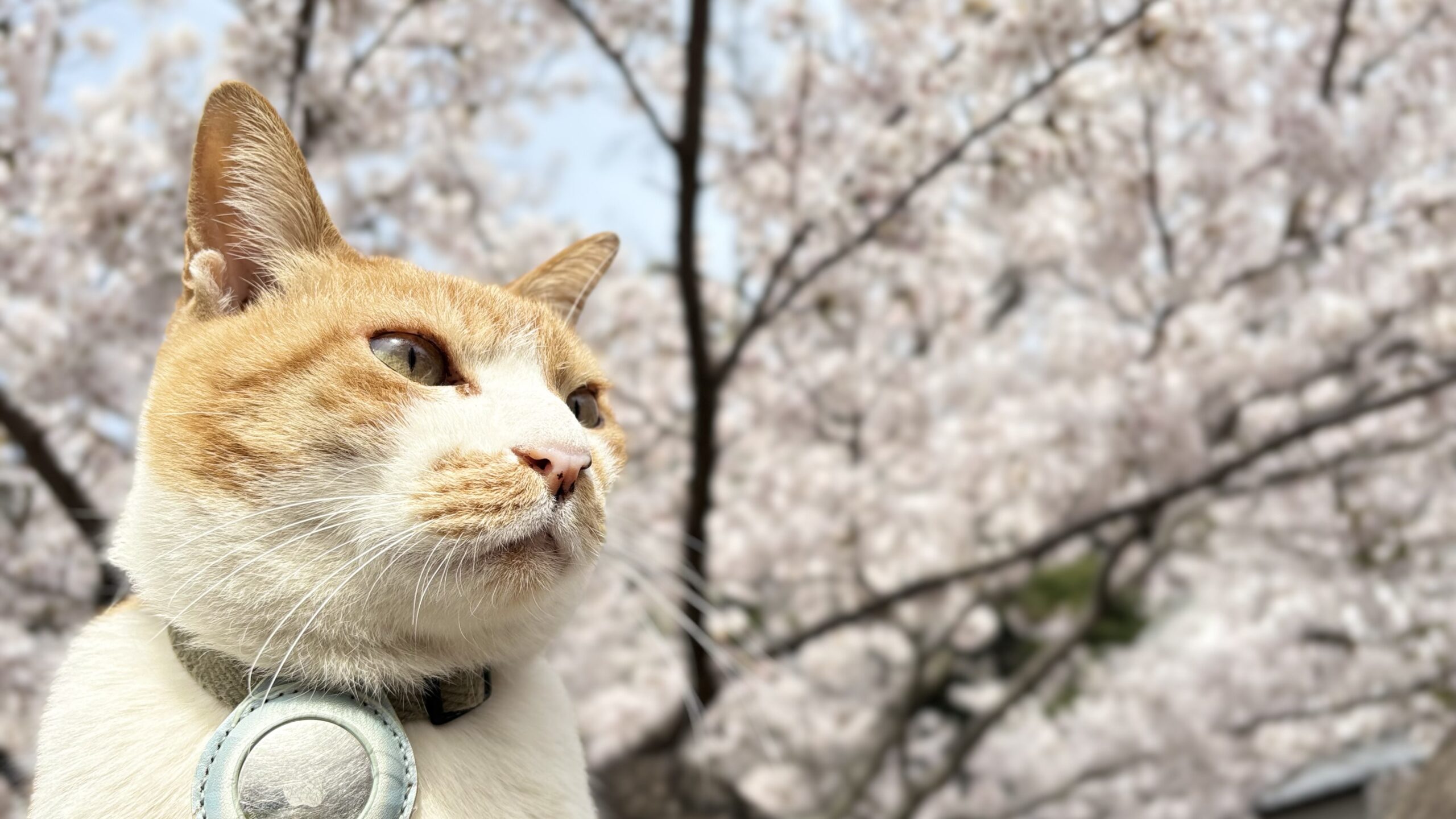 現在の猫住職ふーちゃん